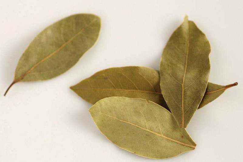 Indian bay leaf (Tej patta)