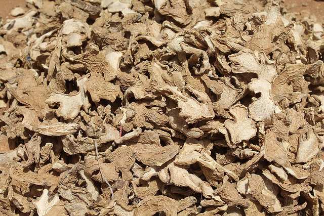 Dried ginger rhizome
