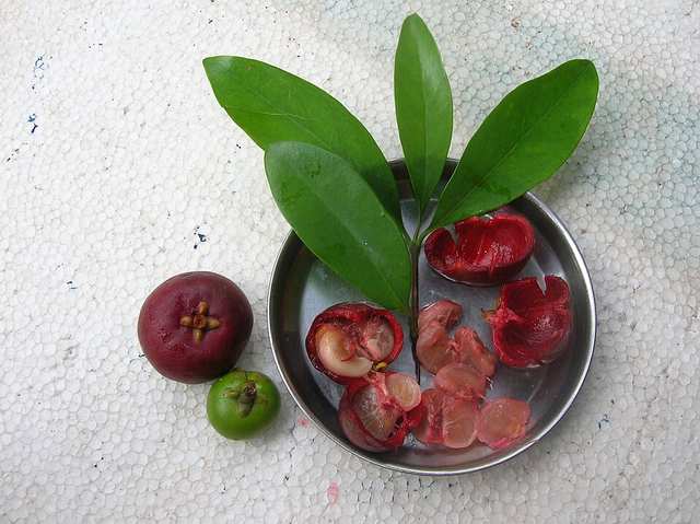 Garcinia indica - fruits, seeds, pulp and rinds