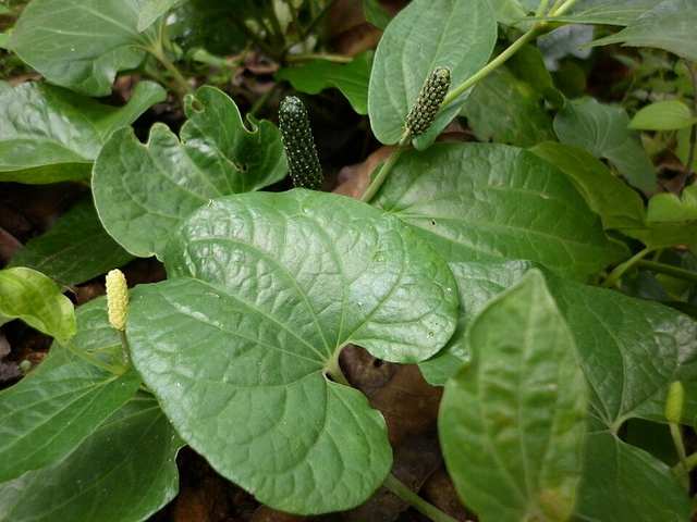 Long pepper plant(Piper longum)